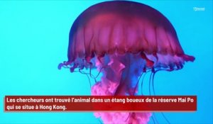 Les scientifiques découvrent une méduse toxique qui possède 24 yeux