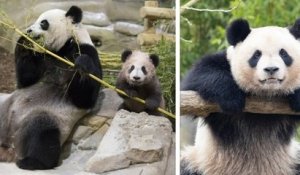 Le premier bébé panda né au Zoo de Beauval va rentrer en Chine