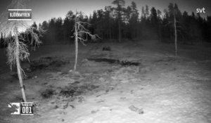 Installées à travers les forêts suédoises, des dizaines de caméras retransmettent en direct à la télévision les pérégrinations des élans et autres animaux sauvages pendant plusieurs semaines - VIDEO