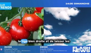 Lidl propose un produit innovant pour faire pousser des tomates chez soi !