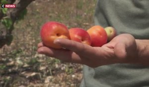 Sécheresse : jusqu’à 90% de pertes dans les cultures d’abricots et de nectarines cette année
