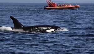 Des orques tueurs organisent des attaques de voiliers selon certains observateurs