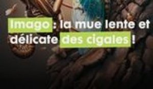 Une métamorphose inévitable : le fabuleux cycle de vie de la belle cigale !