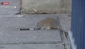 Les Parisiens et la «possible cohabitation» avec les rats