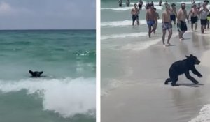 Floride : un ours noir débarque sur plage après s'être baigné dans l'eau
