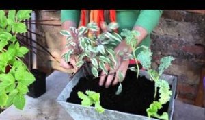 Créer une jardinière gourmande avec des légumes et aromatiques