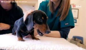 Son chien se met à gonfler comme un ballon, le vétérinaire est sous le choc après la radio (Vidéo)