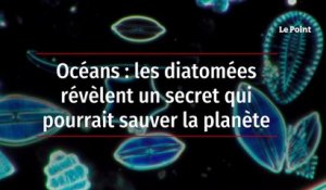 Océans : les diatomées révèlent un secret qui pourrait sauver la planète