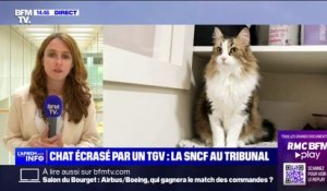 La SNCF jugée pour "atteinte involontaire à la vie ou à l'intégrité d'un animal domestique" après la mort d'un chat à la gare Montparnasse