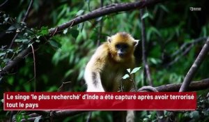 Le singe ‘le plus recherché’ d’Inde a été capturé après avoir terrorisé la population