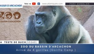 Zoo du Bassin d'Arcachon : Arrivé de 4 gorilles (Gorilla Camp )