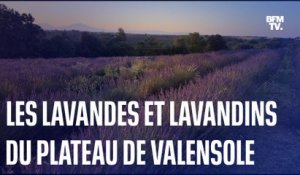 À la découverte des lavandes et lavandins du plateau de Valensole, dans les Alpes-de-Haute-Provence
