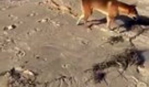 Ce chien errant n'aime pas qu'on bronze sur sa plage privée