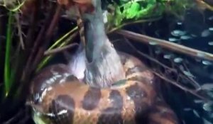 Un anaconda filmé en pleine chasse sous l'eau... terrifiant