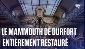 L'historique mammouth de Durfort entièrement restauré au Muséum national d'Histoire naturelle de Paris