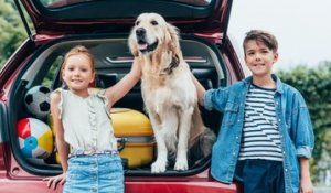 Les habitudes à éviter sur la route des vacances : laisser son chien se déplacer en liberté dans le véhicule