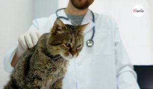 Au Royaume-Uni, une banque de sang pour les chats bientôt créée