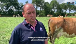 Chez Xavier Le Gall (22)  : La Simmental, une vache multifonction  