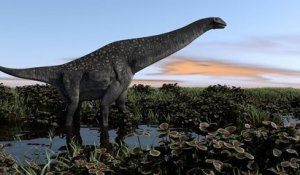 Australie : les archéologues ont découvert le crâne presque complet d'un titanosaure d'il y a 95 millions d'années