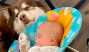 Vidéo mignonne : un chien balance un berceau, endort un bébé et enchante l'internet