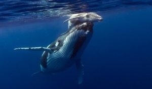 La naissance d'un bébé baleine observée par un photographe, un événement rare et incroyable