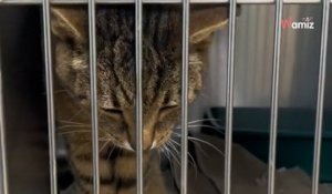 Ils demandent l’euthanasie de leur chat de 13 ans : une femme sauve l’animal et fait une mise au point sur les réseaux sociaux