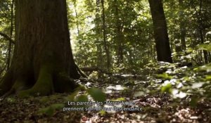 L'intelligence des arbres (2016) - Bande annonce