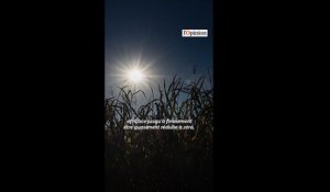 Agriculture: comment la canicule impacte-t-elle la croissance des végétaux?