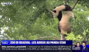 Yuan Meng, le premier panda né en France, va quitter le Zoo de Beauval pour la Chine ce mardi