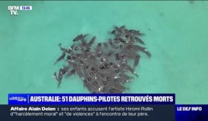 Australie: plus d'une cinquantaine de dauphins-pilotes sont morts après s'être échoués sur une plage