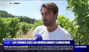 Les vignes font face au dérèglement climatique dans le Luberon