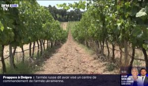 Dans le Sud-Est de la France, les vignerons du Luberon s'habituent à la sécheresse