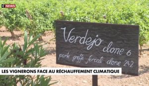 Face au réchauffement climatique, des vignerons de l'Aude changent de cépage pour sauver le vin en utilisant notamment des cépages portugais et espagnols - Regardez