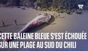 Une baleine bleue, considérée comme le plus grand animal sur Terre, s'est échouée sur une plage au Chili