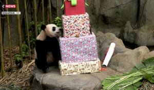 Singapour : le panda "Le Le" fête ses deux ans