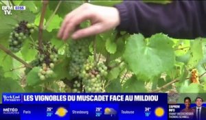 Les vignobles du Muscadet touchés par le mildiou