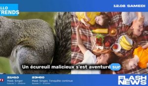 Un écureuil chaparde le repas d'un client de McDonald's en plein air !