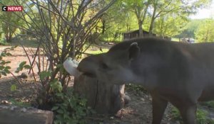 Canicule : au zoo de Thoiry, glaçons et friandises sont préparés pour rafraîchir les animaux