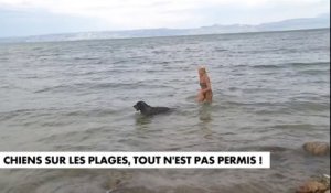 Chiens sur les plages, tout n'est pas permis !