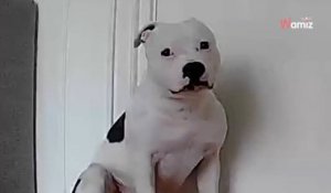 Laissé seul à la maison, ce chien a une réaction qui surprend 2 millions de personnes (Vidéo)