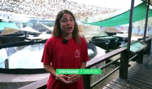 Comment une ONG grecque œuvre au sauvetage des tortues de mer