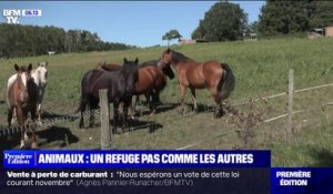 Loir-et-Cher: ce refuge recueille et soigne des animaux en mauvaise santé