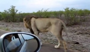 Ce lion déteste qu'on le suive en voiture