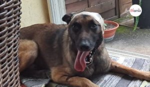 Ce chien a été abandonné dans la rue et amputé d'une oreille après une attaque : il rêve d'une nouvelle vie en sécurité