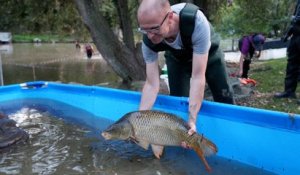 « Ils vont nous manquer » : les poissons des Buttes-Chaumont pêchés et transférés avant le vidage de l’étang