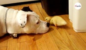 Un pitbull et un canard se font des bisous : 10 millions de personnes sont sous le charme (Vidéo)