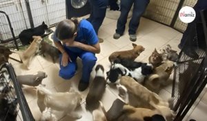 Grand Est : une centaine de chiens de race Chihuahua saisis dans un élevage illégal