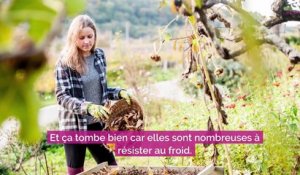 6 herbes aromatiques qui résistent au froid à planter en automne