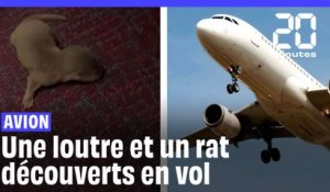 Une loutre et un rat géant sèment la panique dans un avion