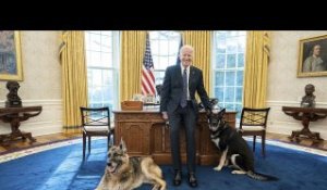 Les chiens mordeurs de Joe Biden renvoyés de la Maison Blanche